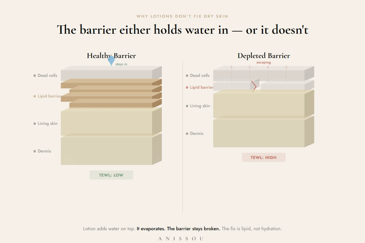 Diagram showing healthy skin barrier keeping water in versus depleted barrier losing water through the surface